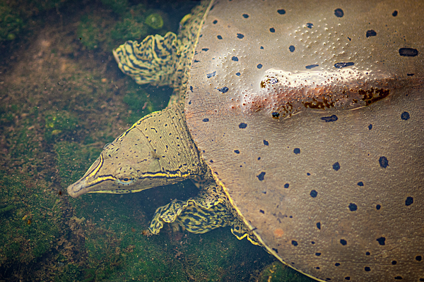 Softshell Turtle by Jeff Phillippi Softshell Turtle by Jeff Phillippi