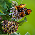 Butterfly Buffet